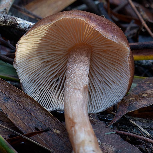 Rhodocollybia incarnata, fungi, Tasmania