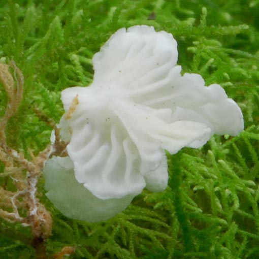 Rimbachia bryophila, Tasmania, fungi
