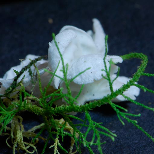 Rimbachia bryophila, fungi, Tasmania