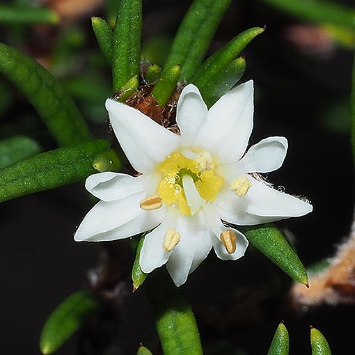 Spyridium ulicinum, Scented Dustymiller, Tasmania, flora