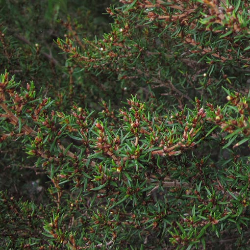 Spyridium ulicinum, Scented Dustymiller, Tasmania
