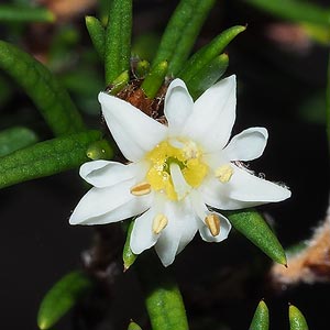 Spyridium ulicinum