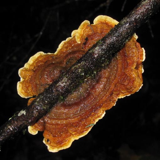 Stereum ostrea, fungi, Tasmania