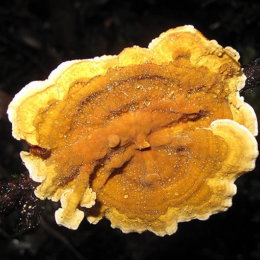 Stereum ostrea, Tasmania, fungi