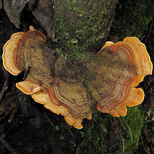 Stereum ostrea, fungi, Tasmania