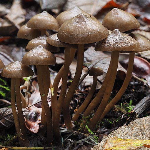 Tephrocybe sp., fungi, Tasmania