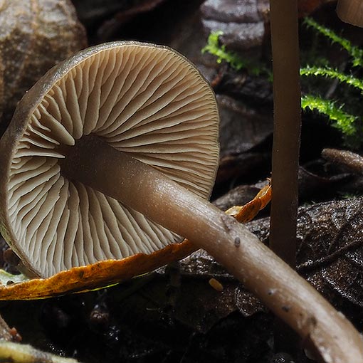 Tephrocybe sp., fungi, Tasmania
