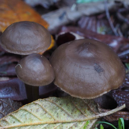 Tephrocybe sp., fungi, Tasmania