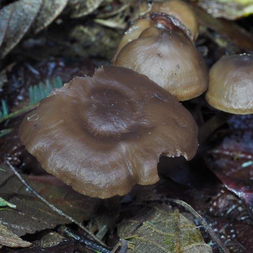 Tephrocybe sp., fungi, Tasmania