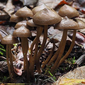 Tephrocybe sp.