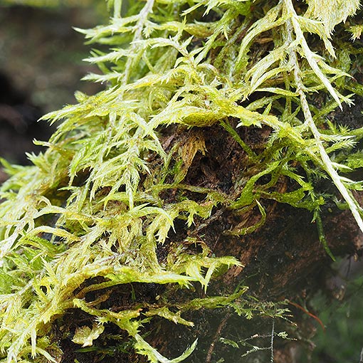 Wijkia extenuata, Tasmania