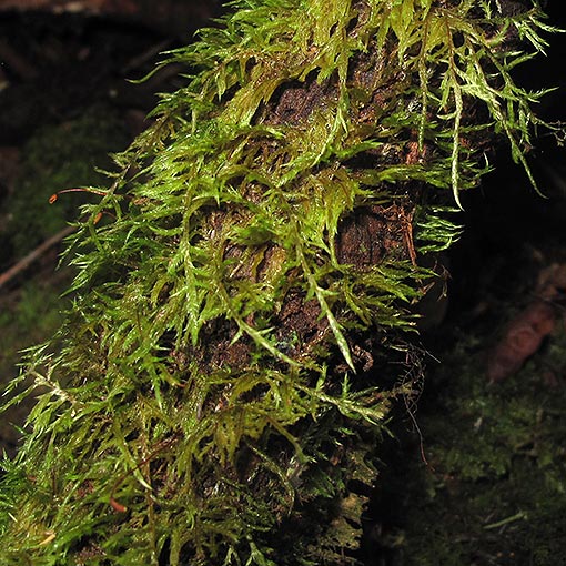 Wijkia extenuata, Tasmania