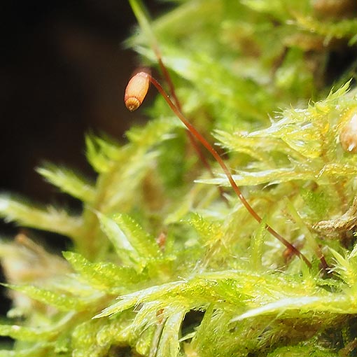 Wijkia extenuata, Tasmania