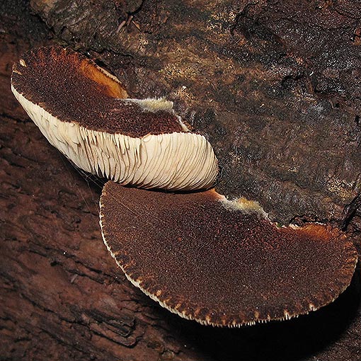 Crepidotus 'dark brown, hairy', fungi, Tasmania