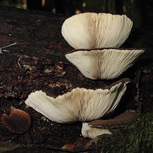 Crepidotus 'dark brown, hairy', fungi, Tasmania