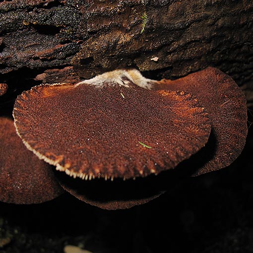 Crepidotus 'dark brown, hairy', fungi, Tasmania