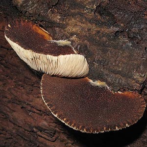 Crepidotus ‘dark brown, hairy’