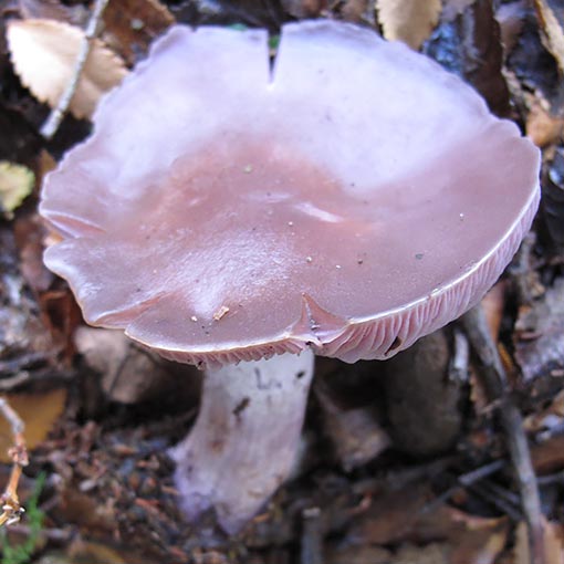 Coillybia nuda, Lepista nuda, fungi, Tasmania