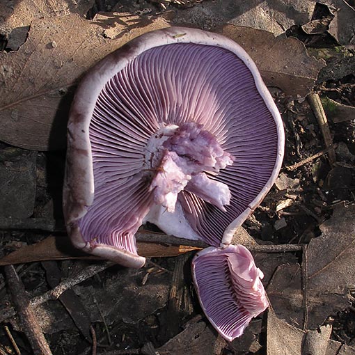 Coillybia nuda, Lepista nuda, fungi, Tasmania