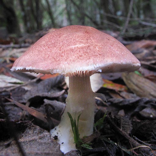 Agaricus sp., fungi, Tasmania