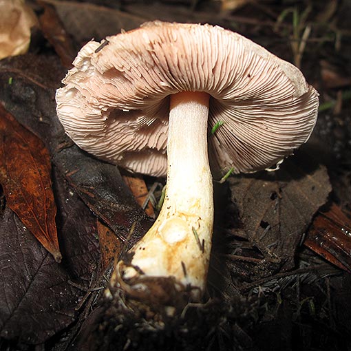 Agaricus sp., fungi, Tasmania