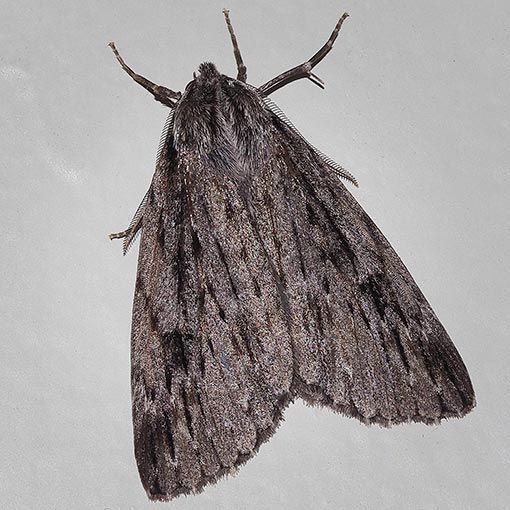 Chlenias sp., moth, Tasmania