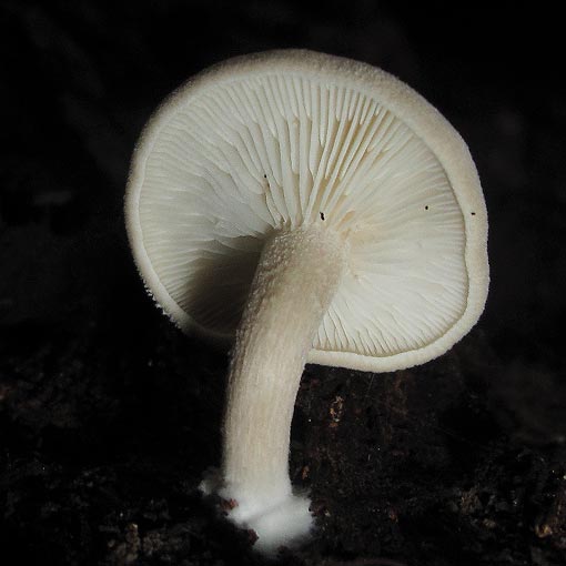 Clitocybe semiocculta, fungi, Tasmania