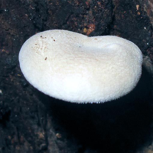 Clitocybe semiocculta, fungi, Tasmania