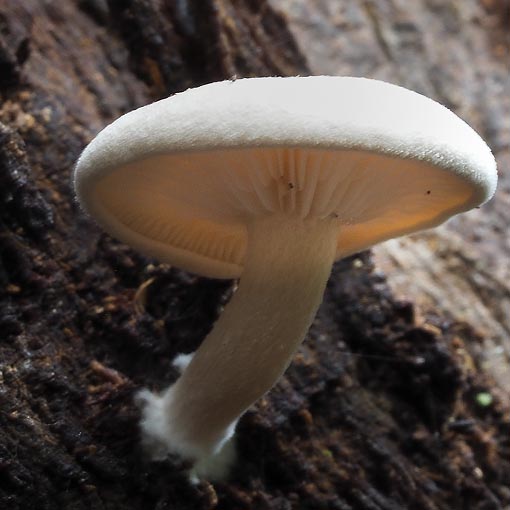 Clitocybe semiocculta, fungi, Tasmania