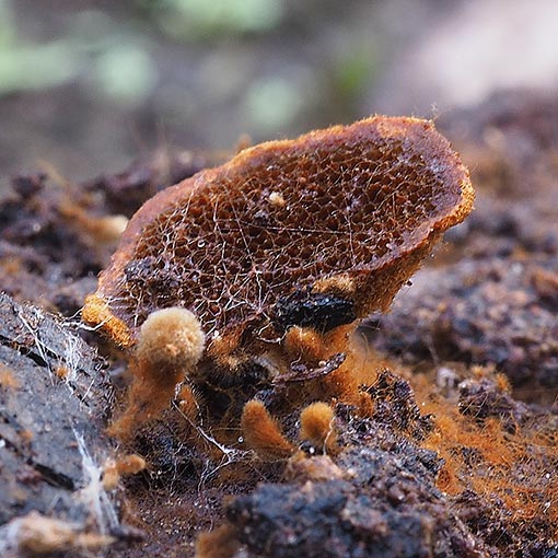 Coltriciella dependens, fungi, Tasmania