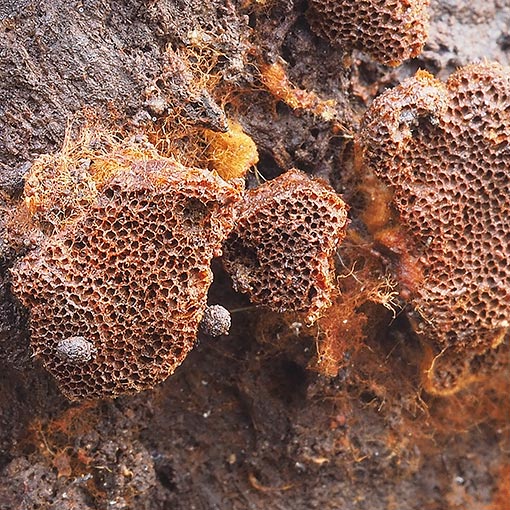 Coltriciella dependens, fungi, Tasmania