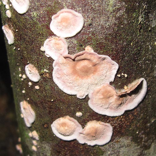 Corticium roseum, fungi, Tasmania