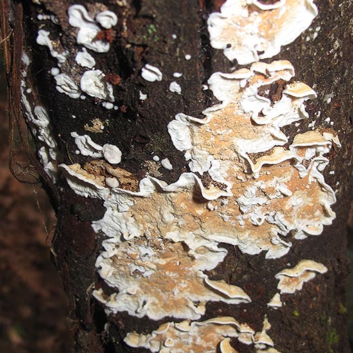 Corticium roseum, fungi, Tasmania
