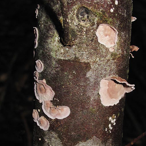 Corticium roseum, fungi, Tasmania