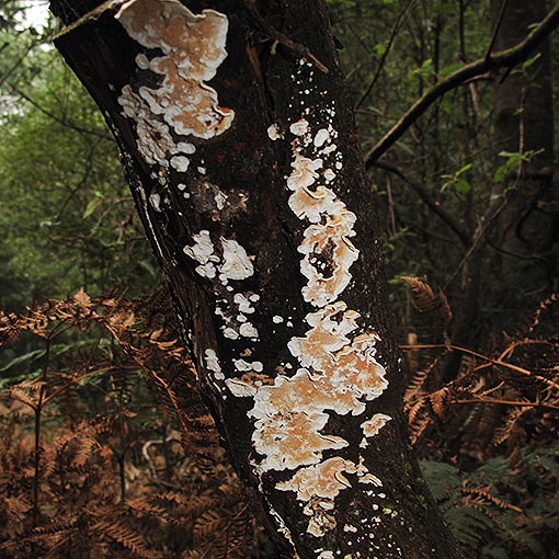Corticium roseum, fungi, Tasmania