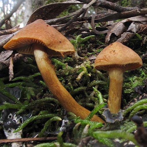 Cortinarius sp., fungi, Tasmania