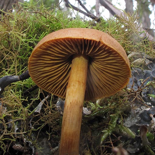 Cortinarius sp., fungi, Tasmania