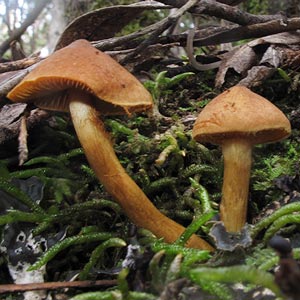 Cortinarius sp.