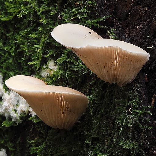 Crepidotus nephrodes, Tasmania, fungi