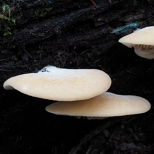 Crepidotus nephrodes, Tasmania, fungi