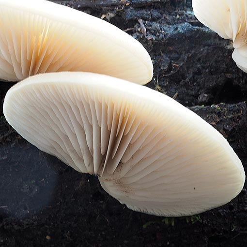 Crepidotus nephrodes, Tasmania, fungi