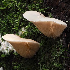 Crepidotus nephrodes