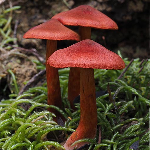 Cortinarius kula, Dermocybe kula, fungi, Tasmania