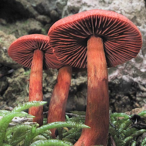 Cortinarius kula, Dermocybe kula, fungi, Tasmania