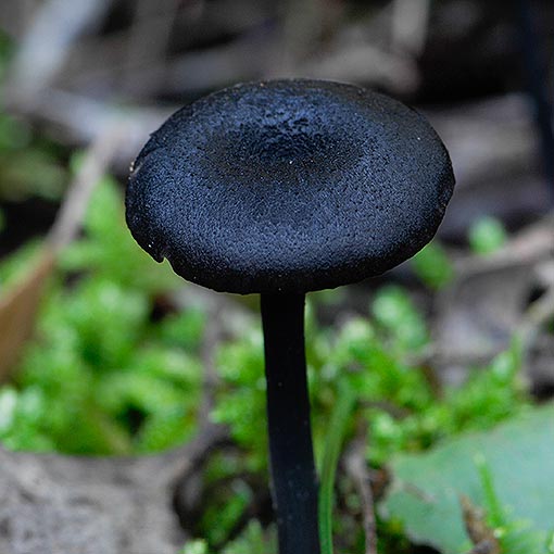 Entoloma amarum, Tasmania, fungi