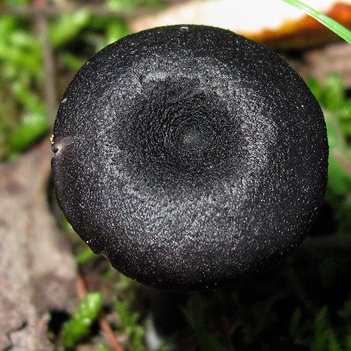 Entoloma amarum, fungi, Tasmania