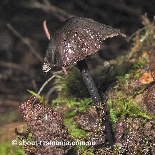 Entoloma amarum, Tasmania, fungi