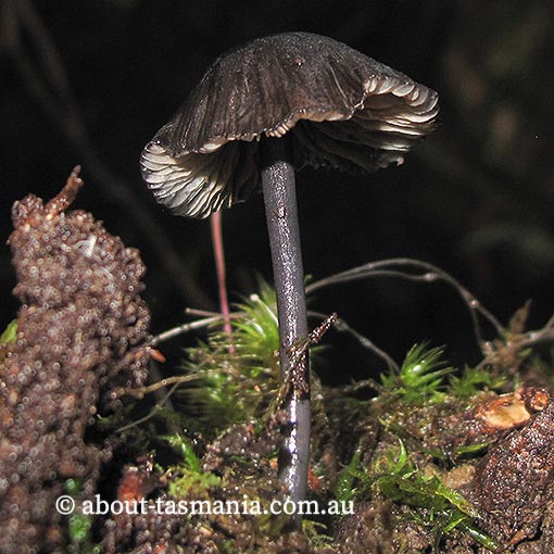 Entoloma amarum, Tasmania, fungi