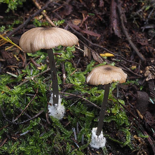 Entoloma readiae, fungi, Tasmania