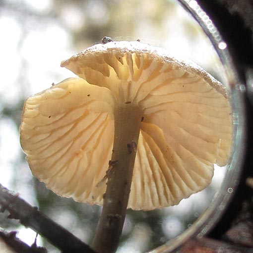 Entoloma readiae, fungi, Tasmania